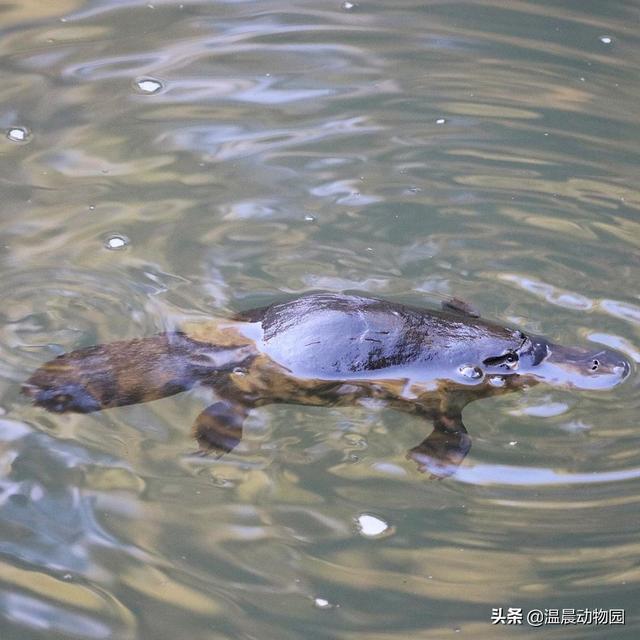 世界上最原始的动物鸭嘴兽，作为最古老原始的哺乳动物之一
