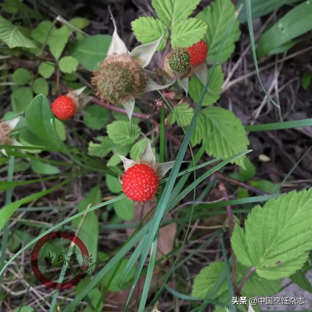 红心浆果介绍，蓬蘽越橘地菍