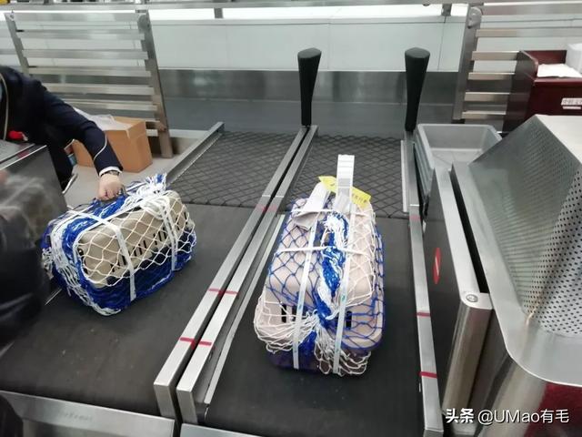 飞机托运猫咪流程，需要办理什么手续