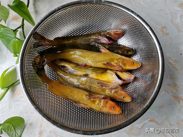 牛尾鱼的做法窍门，东北牛尾巴子鱼的做法