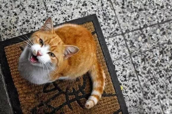 猫咪听不得的四种声音，高音调的声音竟会导致猫咪癫痫