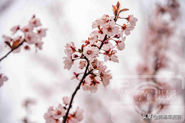 李花什么时候开，南方地区12月到3月开花的时令花卉（又到了赏花的好季节）