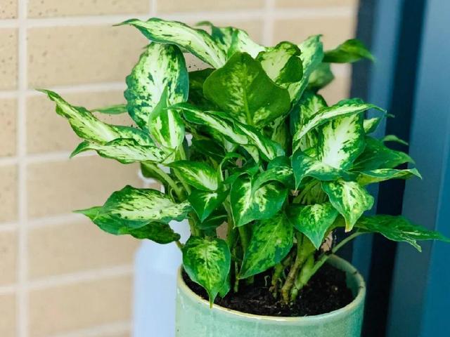 观叶植物的室内摆放，家里盆栽摆放有讲究