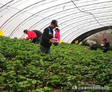 北京小汤山草莓采摘，昌平头茬草莓成熟上市