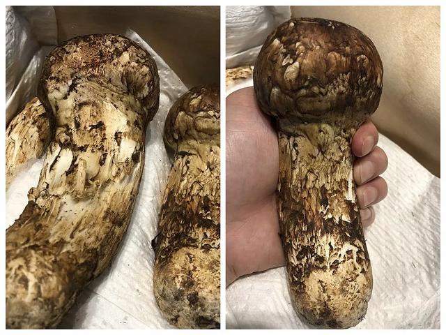 新鲜松茸炖汤最佳做法，再炖松茸土鸡汤这次我用冻干松茸