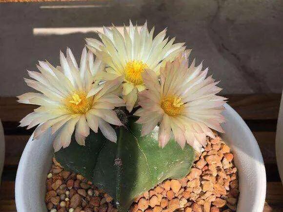 开花最好看的仙人球品种排名，仙人掌的花季来了