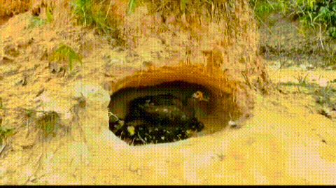 鳄鱼为什么流眼泪，为什么鳄鱼捕食的时候会流眼泪（鳄鱼在捕食时为何会流泪）