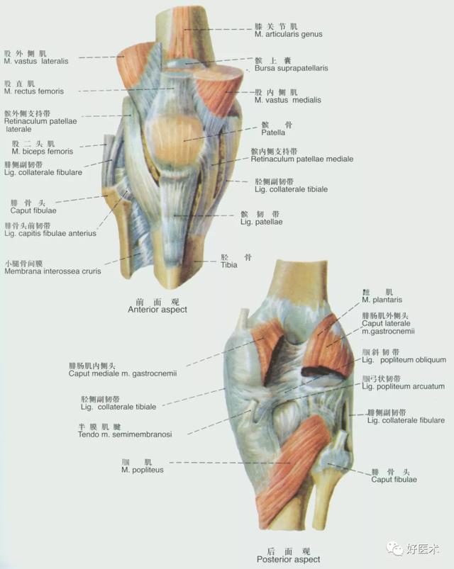 韧带结构图详解，90条韧带的精细解剖