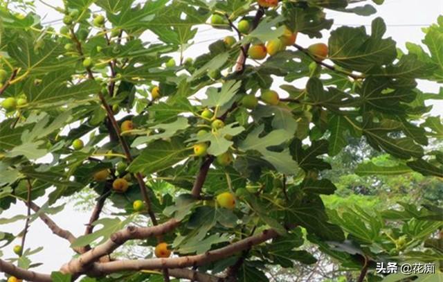 北方适合种植的无花果品种，耐寒又好吃的无花果品种