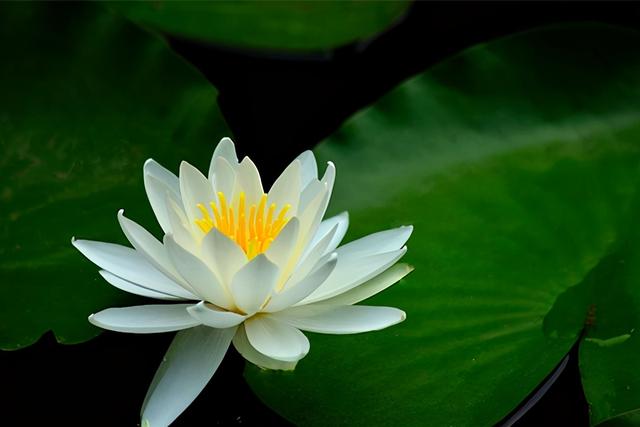 世界上最漂亮的花，世界上最美丽漂亮花（朵花，你知道几个）