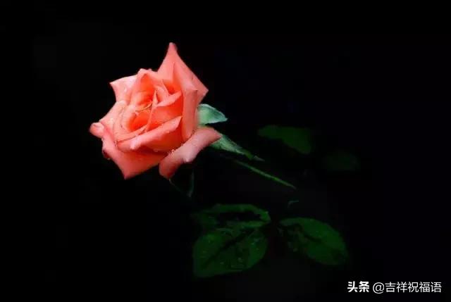 情人节送玫瑰花的含义5201314， 送你999玫瑰花，祝你爱情甜甜蜜蜜