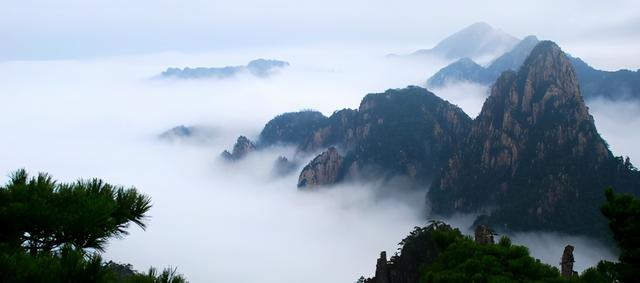 四五年的茶叶黄山毛峰，绿茶——黄山毛峰