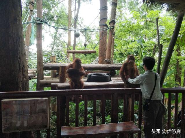 长隆大马戏门票，广州长隆野生动物园哪些项目游玩