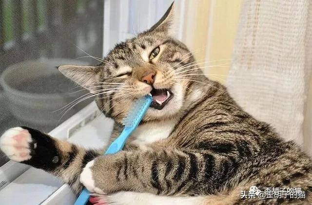 猫咪嘴臭怎么去除，猫咪口臭怎么办