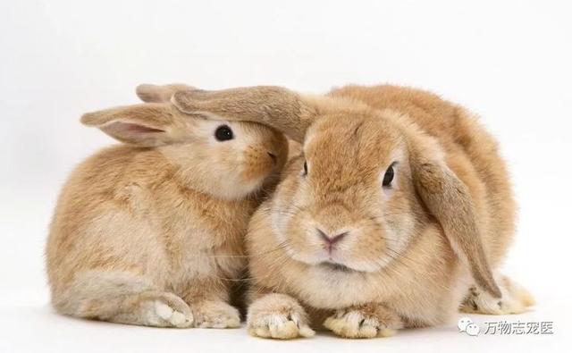 宠物兔可以吃吗，宠物兔养太大了能吃吗