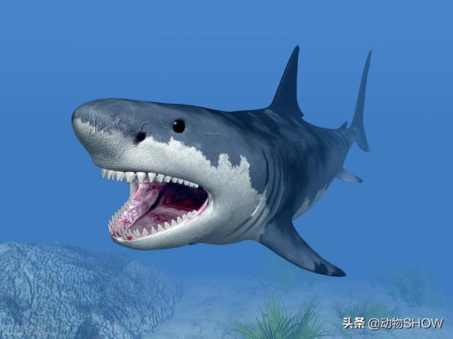 世界上最大的鱼有几种，你见过世界上最大的10种鱼吗