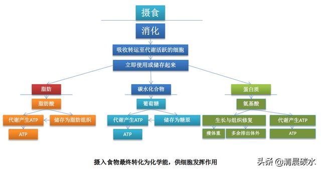 快速减脂有氧还是无氧，搞清楚有氧与无氧的代谢问题