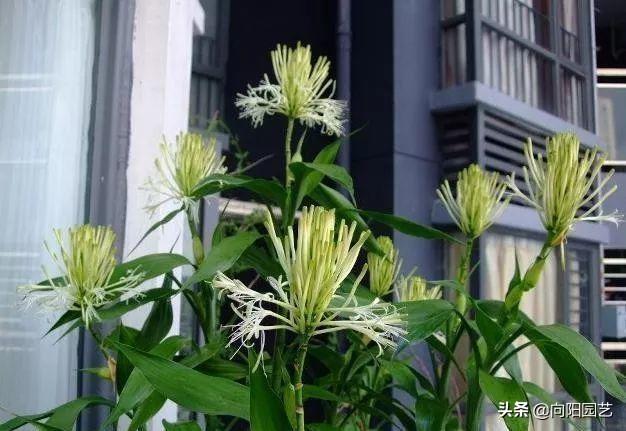 富贵竹开花图片，家里养了富贵竹开花了好吗