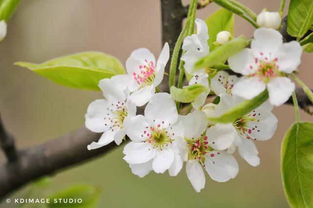 全国春季赏花时间表，收好这10个踏春赏花推荐