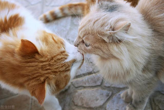猫能吃什么人类食物，猫咪可以吃什么人类食物（猫咪可以吃的9种人类食物）
