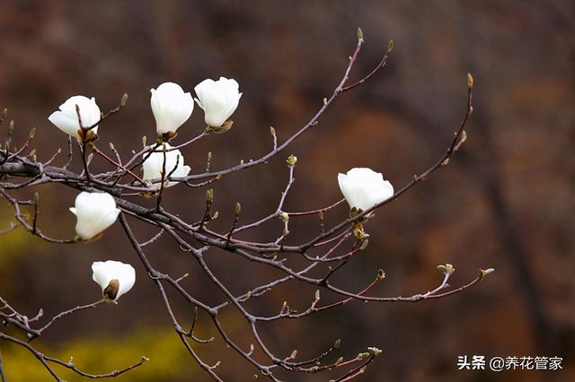 美丽漂亮的白玉兰，分享图片——最漂亮的玉兰花集