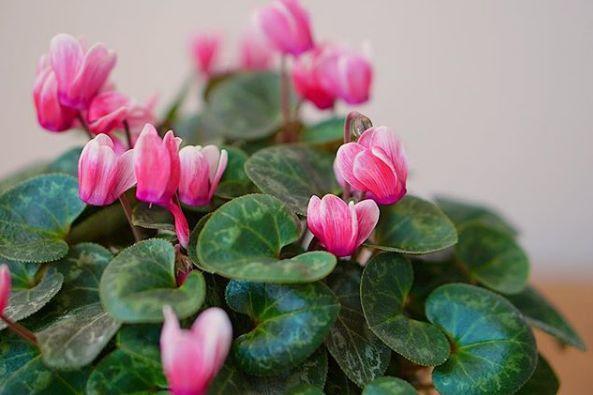 君子兰怎么浇水，君子兰正确浇水原则（这才是最正确的方法）