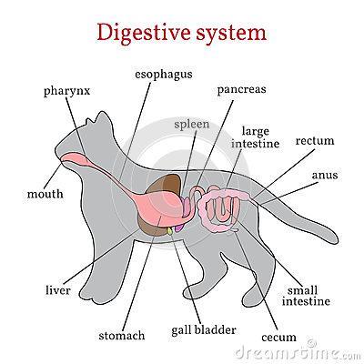 猫咪经常流口水正常吗，情况可能比你想象的严重