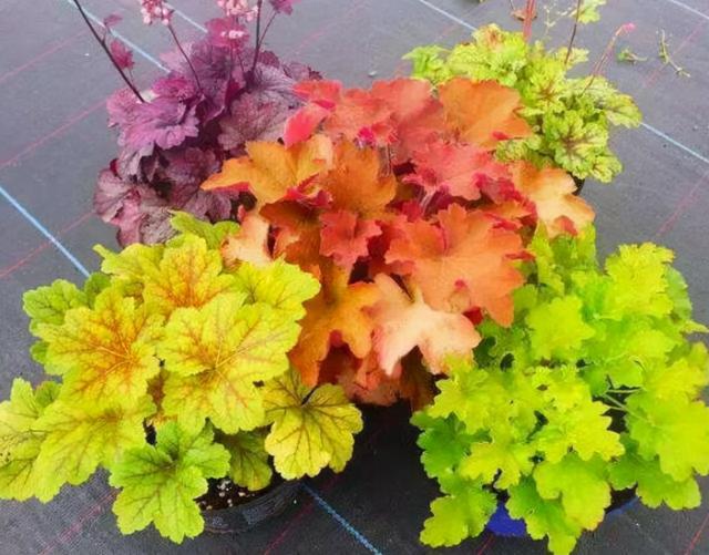 矾根，矾根绿植养护