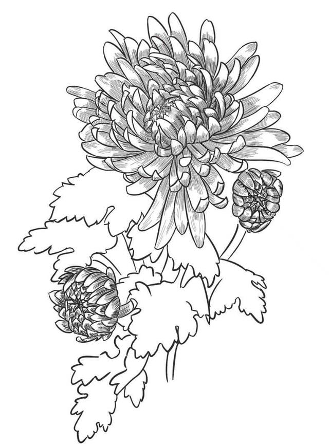 菊花的初学画法，适合零基础学习的菊花三种画法教程