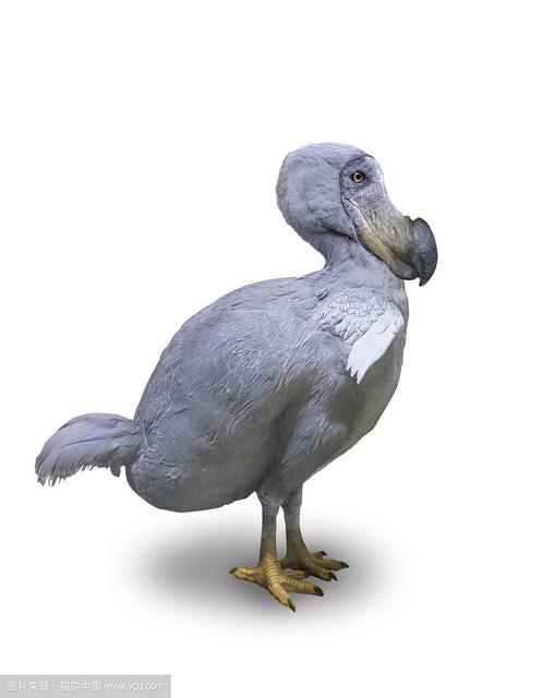 各国国鸟有哪些，世界各国国鸟大全