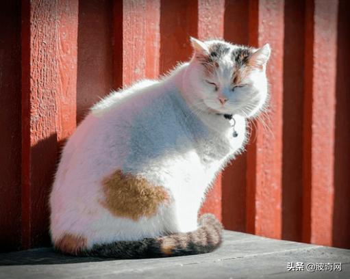 猫咪的4种睡姿代表什么，猫睡姿里藏着这些秘密