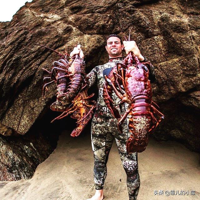 远古时代巨型龙虾，永葆青春真的不再是神话