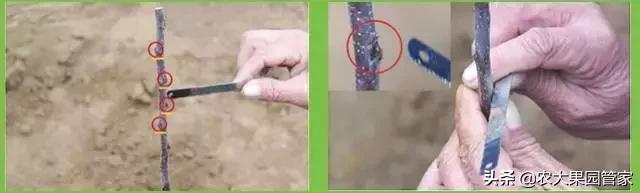 樱桃树怎么修剪，刚种的小樱桃怎么修剪