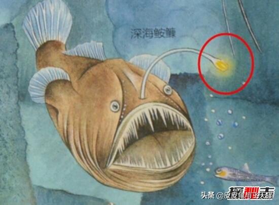 萤火虫能够发光的原理是什么，科学揭秘生物发光之谜