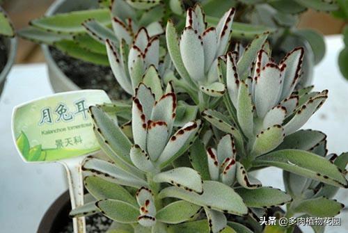 兔子耳朵分几种形态，几种常见的兔子介绍