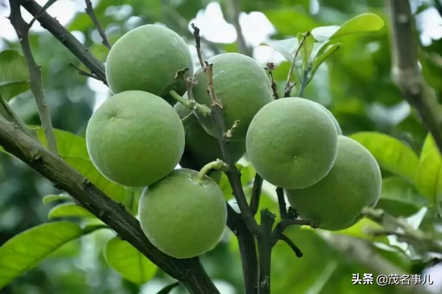 化州在哪里呀，你好化州