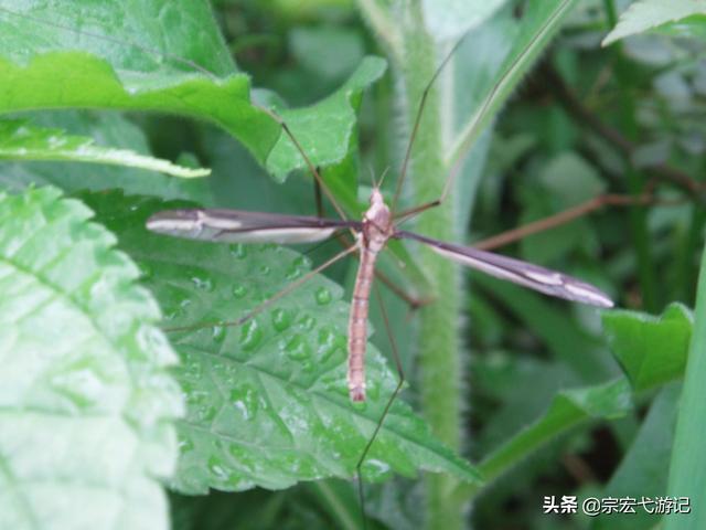 古今云南十八怪，你不知道的“云南十八怪”之风情篇