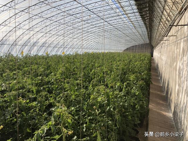 如何辨别正宗西红柿，教你几个挑西红柿的小技巧