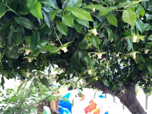 金弹子开花期间怎样管理，金弹子开花期间如何管理（金弹子进入花期）