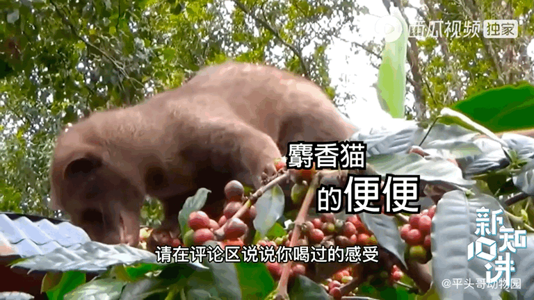 吸血的动物有哪些，最凶狠的十种吸血动物