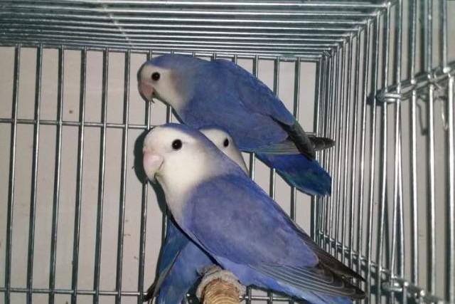 牡丹鹦鹉品种介绍大全，面类牡丹鹦鹉的所有品种