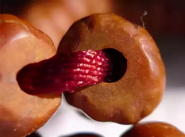 比较容易找到的树籽，不温不火的树籽