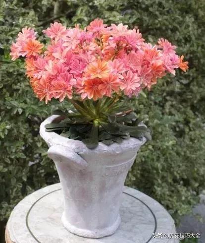 四季开花的花卉，十种四季开花的花卉有哪些（俏丽多姿的花卉）