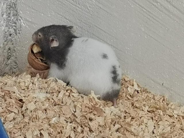 仓鼠的基本知识，有关仓鼠的10个小常识