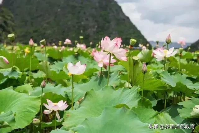 ambition翻译中文是什么意思，英汉双解词组例句