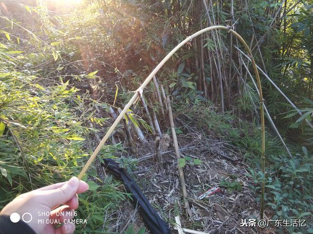山鸡散养怎么建鸡舍，野外大山里套野山鸡