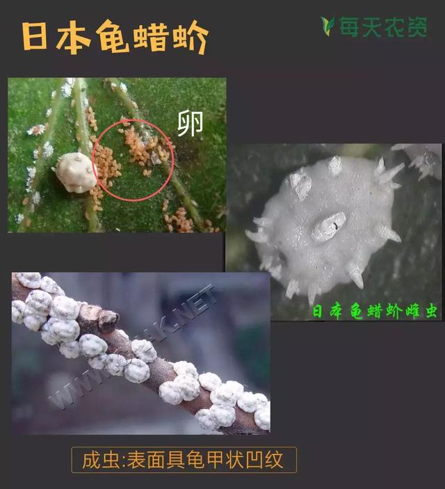 常见蚧类害虫汇总，蚧虫类虫害