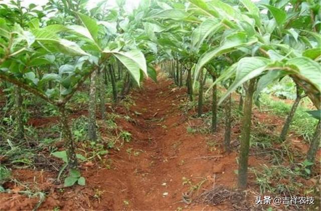 坡地魔芋种植技术方法，魔芋种植技术