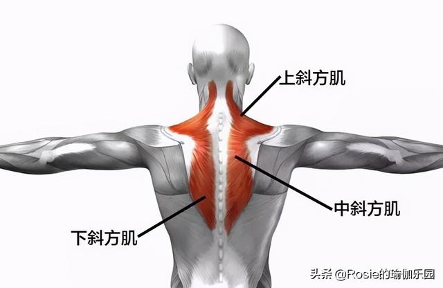 劉亦菲性感鎖骨、直角肩搶鏡，辦公做3步，終結烏龜脖解鎖好體態 健身減肥達人 第24张