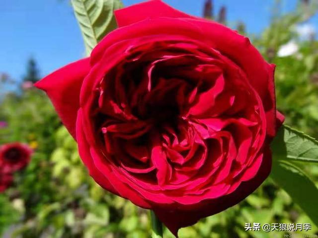 颜值高花期长的月季，七种优秀盆栽月季